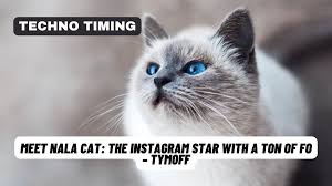 Meet Nala Cat: Instagram's Most Beloved Feline Star - Tymoff